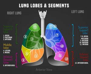 What is Lobar Pneumonia? - AAPC Knowledge Center