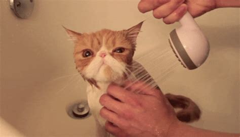 Shower GIFs - Get the best GIF on GIPHY