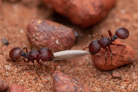 How Many Ants Live on Earth? Scientists Came Up With an Answer ...