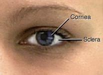 Corneal Reflex