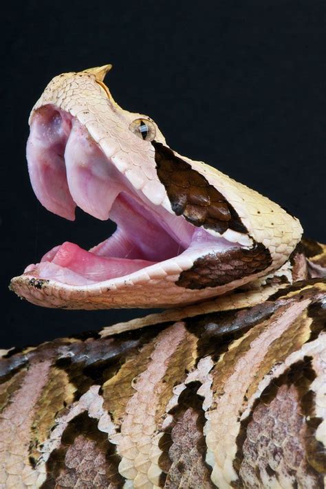 Gaboon viper (Bitis gabonica) Viper Snake, Pit Viper, Snake Venom ...