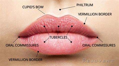 The Secret to Natural and Beautiful Lips Video • Rejuvent