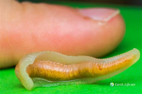 Pentastomida (The Tongue Worm Parasites) | Earth Life