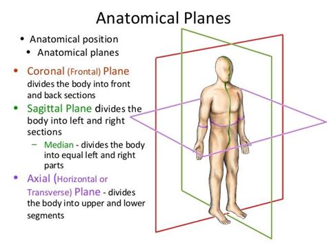 Anatomical planes; coronal, sagittal, axial; spine anatomy basic ...