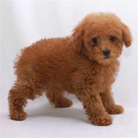 Red Tiny Teacup Poodles