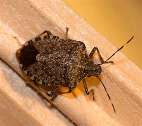 BROWN MARMORATED STINK BUGS ARE PERMANENT RESIDENTS - Colonial Pest Control