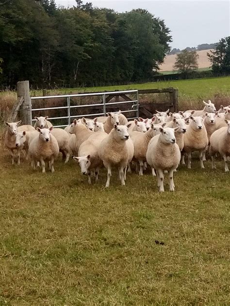 110 North Country Cheviot Breeding Ewes Livestock Sales- Willie ...