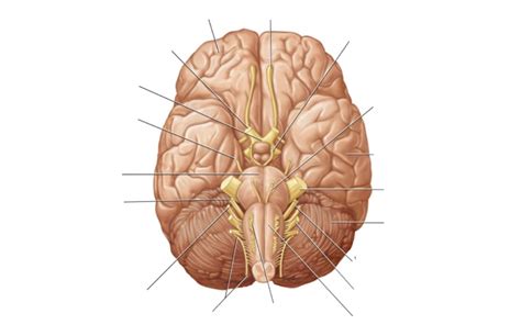 Lab 11 - Cranial Nerve Diagram Diagram | Quizlet