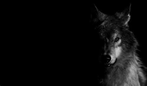 🔥 [70+] Dark Wolf Wallpapers | WallpaperSafari