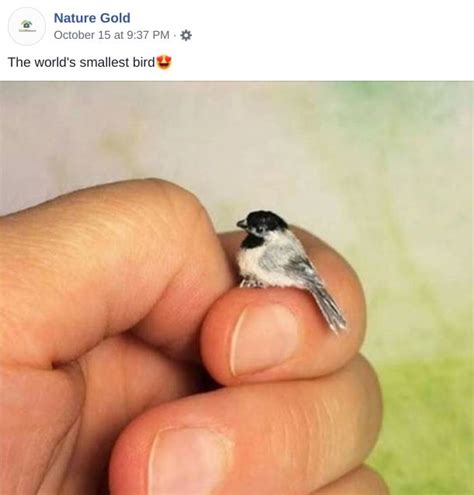 Is This a Photo of a Zunzuncito, the World's Smallest Bird? | Miniature ...