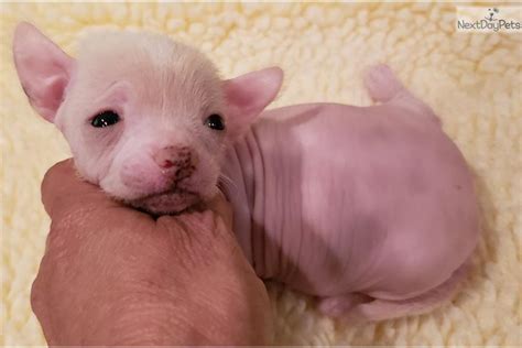 Hanna: Mexican Hairless Dog puppy for sale near Houston, Texas ...