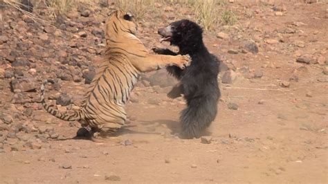 Sloth Bear vs. Tiger | To protect her cub, this sloth bear battled a ...