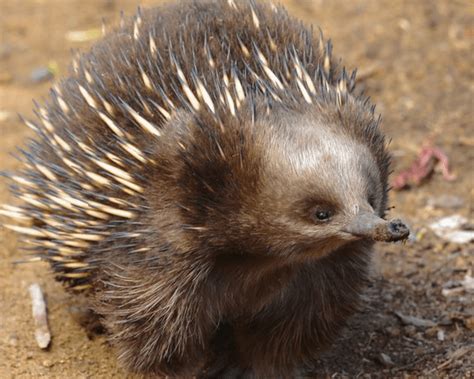 Echidna Facts: These Quirky Creatures Have a 4-Head Reproductive Organ ...