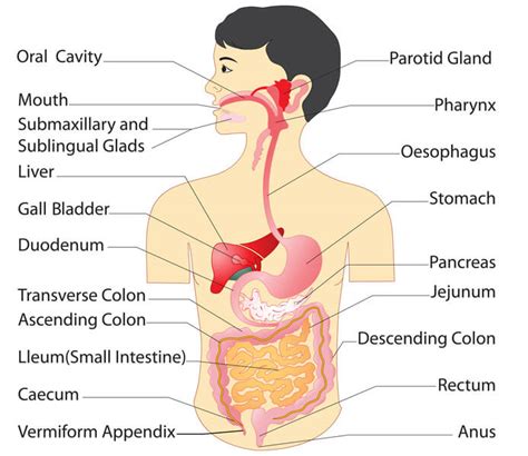 Digestive System 101