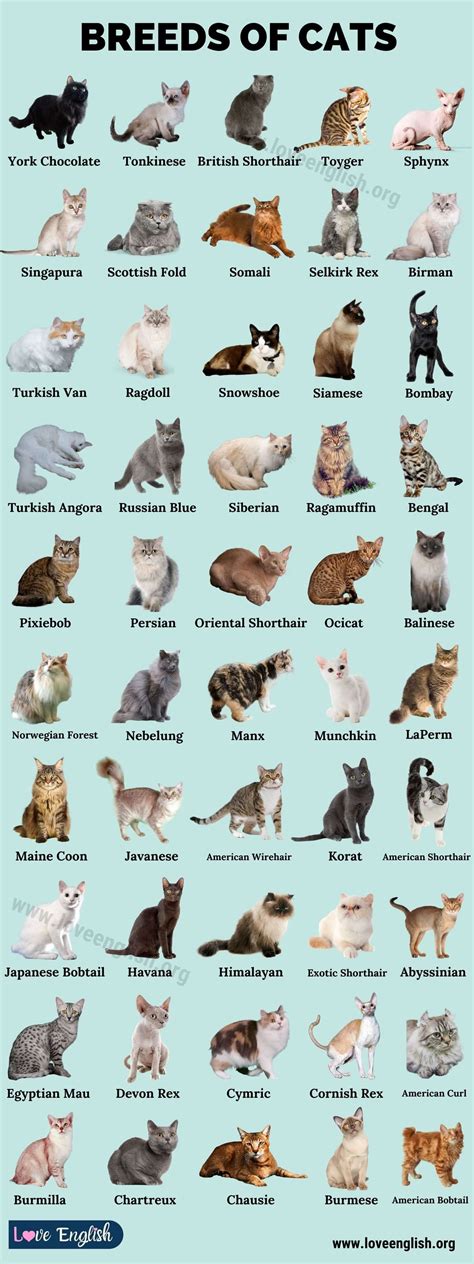 Cat Breeds: 50 Best Breeds of Cats that Fit Your Lifestyle - Love ...