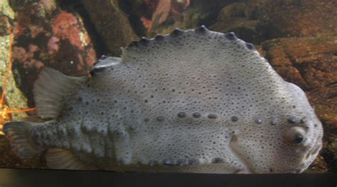 File:Lumpfish-cropped.jpg - Wikimedia Commons