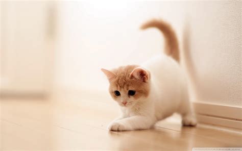 Cute Cat HD Wallpapers - Top Free Cute Cat HD Backgrounds - WallpaperAccess