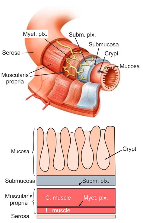 Bioengineering | Free Full-Text | The Macro- and Micro-Mechanics of the ...