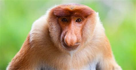 Types of Monkeys: The 10 Species of Monkey Breeds You Should Know ...