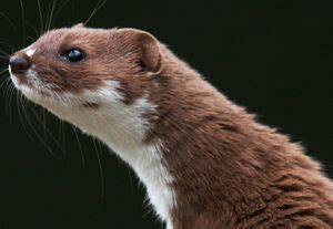 Stoat or Weasel? Weasel or Stoat? — Great English Outdoors