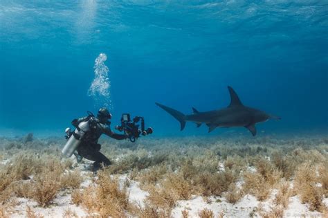 What Equipment Do You Need for Underwater Photography? | Nature TTL