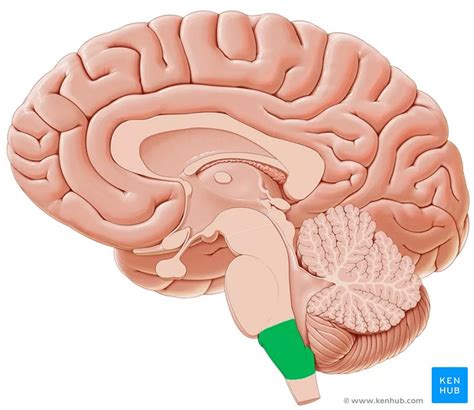 Extrapyramidal system: Anatomy and clinical importance | Kenhub