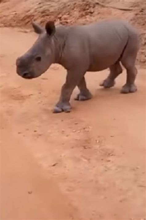 An Adorable Baby Rhinoceros Comes Running Whenever He Hears His Name ...