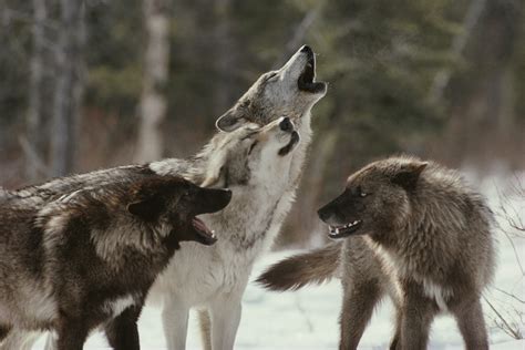 Grey Wolf Pack Howling