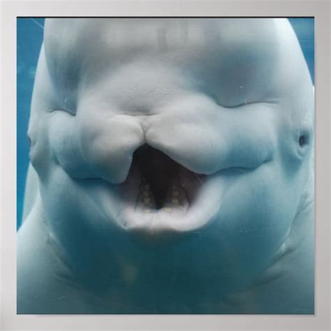 Funny Beluga Whale Poster | Zazzle