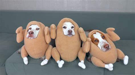 Funniest Dog Halloween Costumes Compilation: Funny Dogs Maymo, Potpie ...