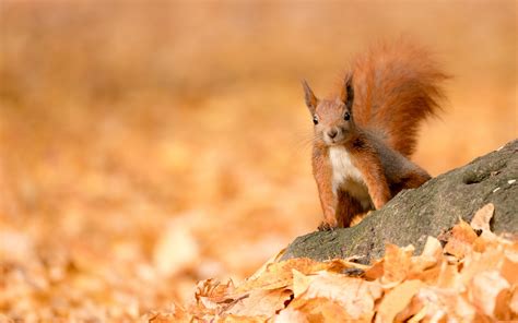 Animals Autumn Wallpapers - Top Free Animals Autumn Backgrounds ...