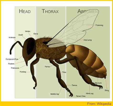 Honey Bee Anatomy - With Illustration And Explanatory Notes