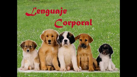 Lenguaje corporal en los perros - YouTube