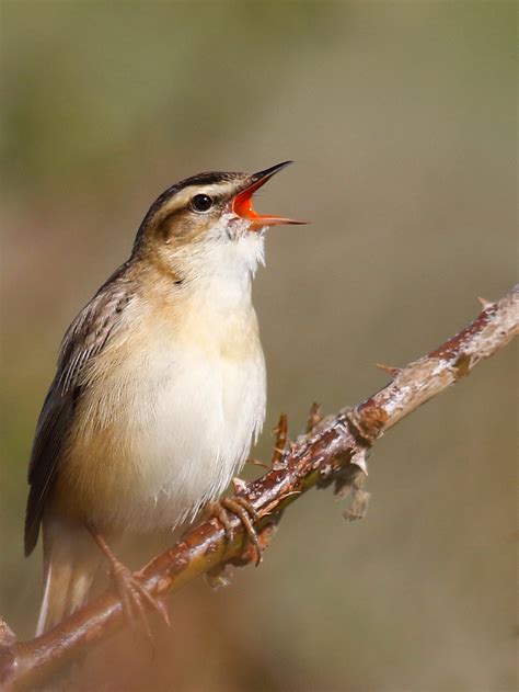 Sedge Warbler | BirdForum