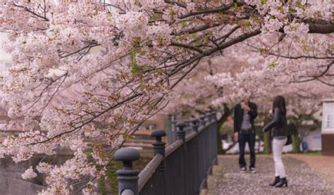 10 Best Places To See Cherry Blossom in Japan - HotelsCombined 10 Best ...