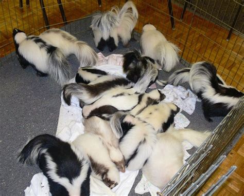 Pile of sleeping skunks | Skunk, Animals, Dogs