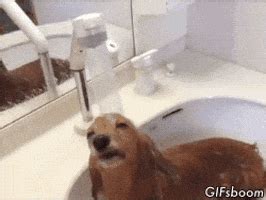 Shower Refreshing GIF - Find & Share on GIPHY