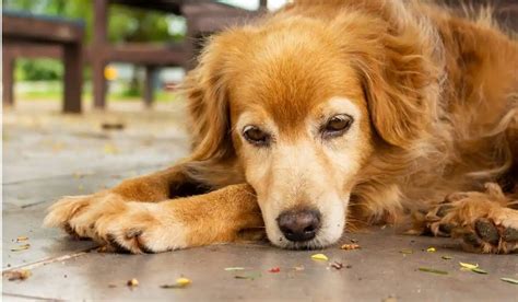 Liver Failure Dogs Symptoms | My Pets Guide