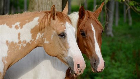 Horse Training 101: How to Train and Raise a Horse in the Right Way ...