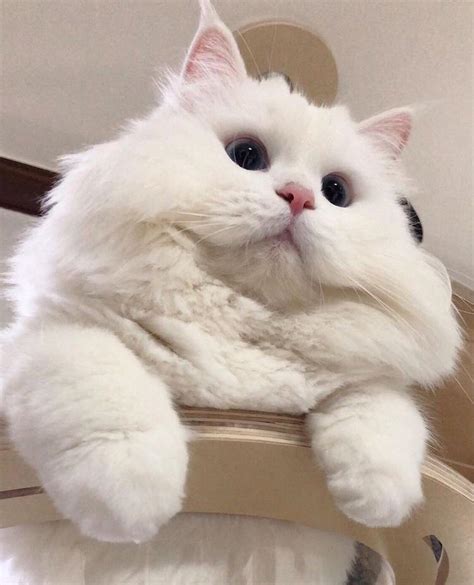 A thread of cute fluffy fat cats! : r/aww