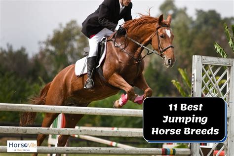 11 Best Jumping Horses for a Great Show (W/ Photos & Videos)