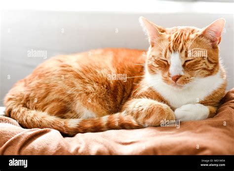 Ginger Cat Sleeping Stock Image Colourbox | ubicaciondepersonas.cdmx.gob.mx