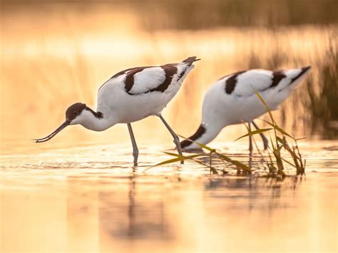 Avocet Bird Facts (Recurvirostra avosetta) | Birdfact