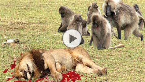 LION vs BABOON REAL FIGHT - videosanimalss