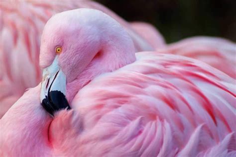 Are all flamingos pink in 2020 | Pink bird, Flamingo, Pink animals