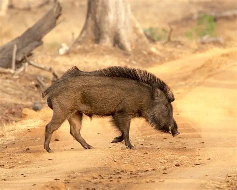 Wild Boar - Facts, Diet, Habitat & Pictures on Animalia.bio