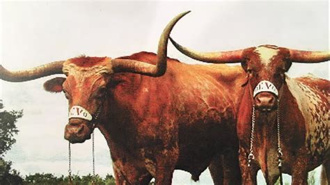 How Texas mascot Bevo got its name | kvue.com