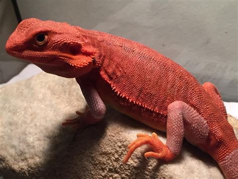 Red Bearded dragons for sale are commonly available at pet stores