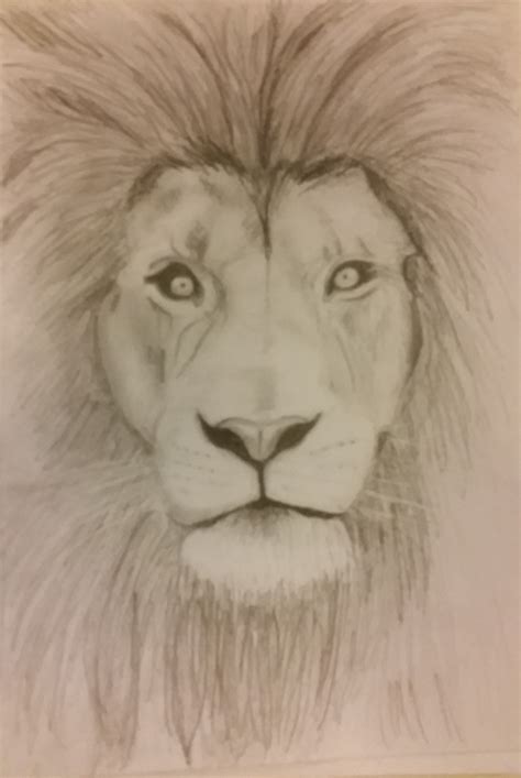 Lion Pencil Drawing Easy