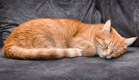 Sleeping ginger cat stock photo. Image of color, domestic - 262106516